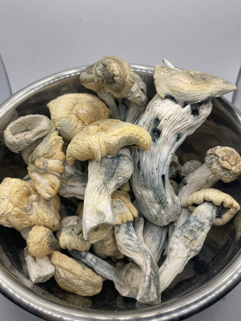 Shakti mushroom