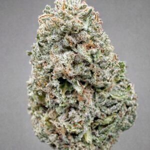 Gelato 41