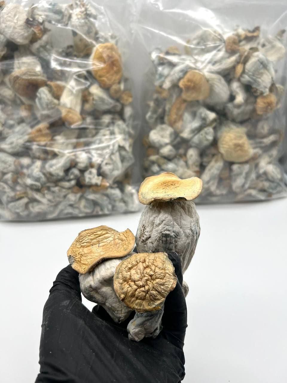 Magic mushroom