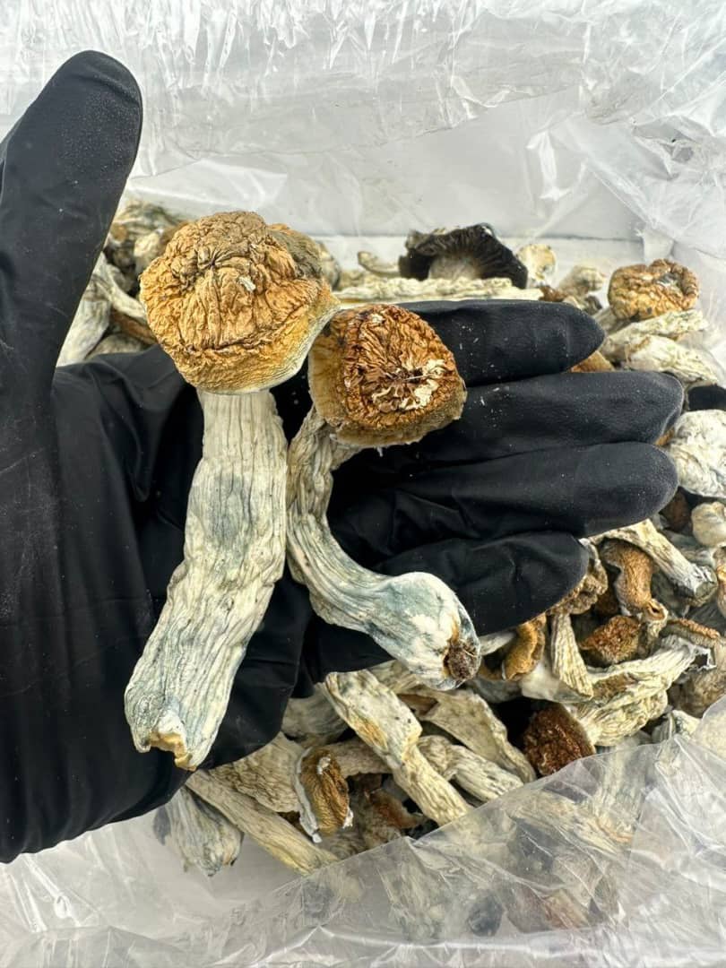 Penis envy mushroom