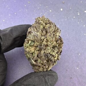 B21 Gelato King